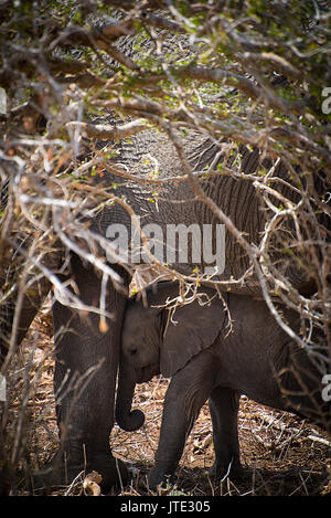 A Mother's Love - Baby Elephant shelters under adult Stock Photo