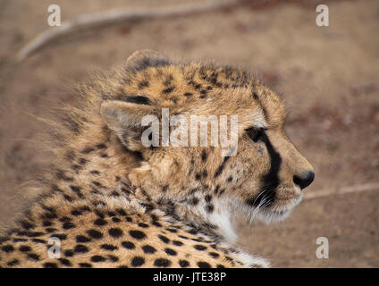 Profile of young Cheetah in the Wild Stock Photo