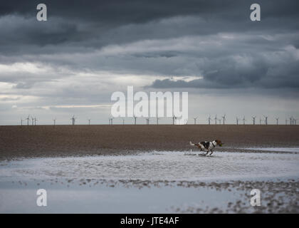 Dog running along beach with wind turbines in background Stock Photo