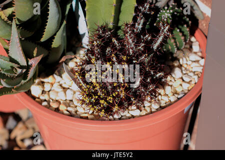 Euphorbia aeruginosa Schweick Stock Photo