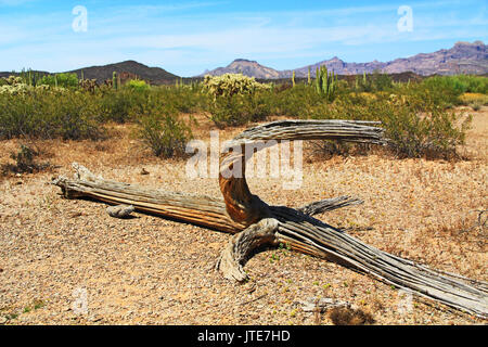Close-up view of a large dead Saguaro cactus skeleton and blue sky copy space in Organ Pipe Cactus National Monument in Ajo, Arizona, USA including a Stock Photo