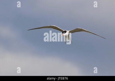 A common tern in flight in summer Stock Photo