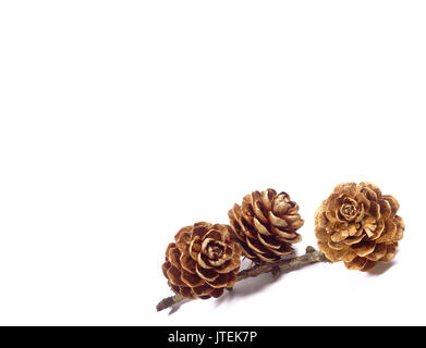 Closed up three natural dry flower shape pine cones with branch isolated on white background, with free space for text and design Stock Photo