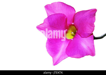 Flowering bright pink Mandevilla rose Dipladenia Stock Photo