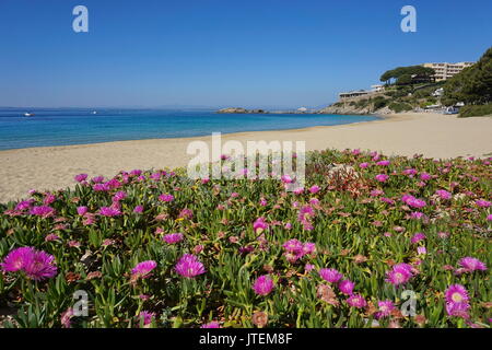 Mediterranean sandy beach with Carpobrotus flowers in foreground, Almadrava, Canyelles Grosses, Roses, Costa Brava, Catalonia, Spain Stock Photo