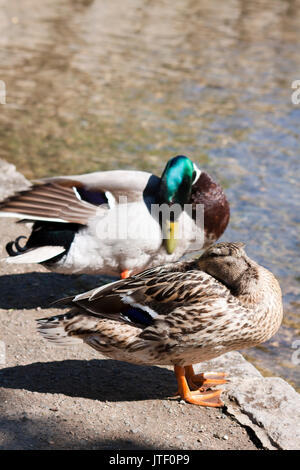 Mallard ducks on edge of river Stock Photo