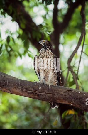 Oriental Honey-Buzzard or Crested Honey Buzzard, (Pernis ptilorhynchus), Keoladeo Ghana National Park, Bharatpur, Rajasthan, India Stock Photo