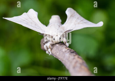 Silkmoth on a wooden stick Stock Photo