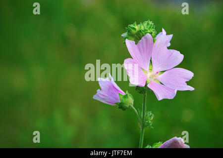 Lavatera thuringiaca, the garden tree-mallow A species of Lavatera native to eastern Europe and southwestern Asia Stock Photo