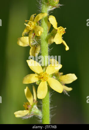 Agrimony - Agrimonia eupatoria Closeup Yellow Grassland Flower Stock Photo