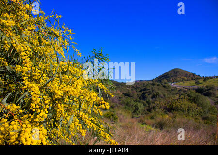 Mimosa. Beautiful yellow flowers. Spring time. Stock Photo