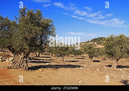 A mature olive tree grove between Bethlehem and Jerusalem, Israel. Stock Photo