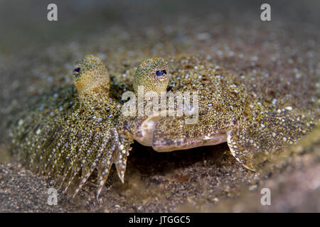 Peacock flounder (Bothus mancus) in the Lembeh Strait Stock Photo