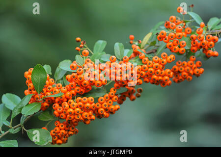 Pyracantha Firethorn orange berries with green leaves Stock Photo