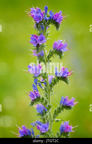 Echium vulgare  (viper's bugloss, blueweed)  is a flowering plant in the borage family Boraginaceae. It is native to most of Europe, western and centr Stock Photo