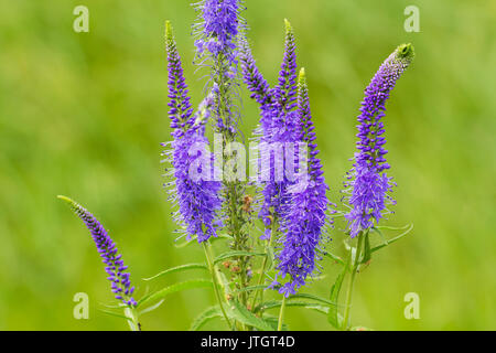 Veronica spicata (spiked speedwell; Pseudolysimachion spicatum) is a species of the genus Veronica. Also known as Royal Candles Veronica Stock Photo