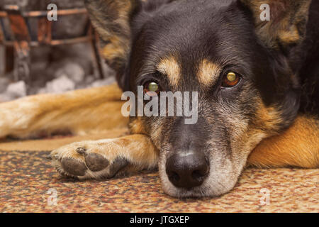 Sad gaze of a sheep dog lying on the carpet indoors Stock Photo