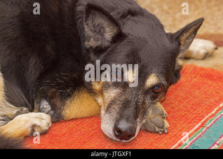 Sad gaze of a sheep dog lying on the carpet indoors Stock Photo