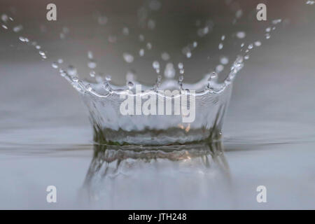 Huai'an, China's Jiangsu Province. 8th Aug, 2017. A raindrop shows the shape of a crown in Huai'an City, east China's Jiangsu Province, Aug. 8, 2017. Credit: Zhou Haijun/Xinhua/Alamy Live News Stock Photo