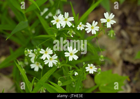 A field of stellaria media flowers in the forest Stock Photo