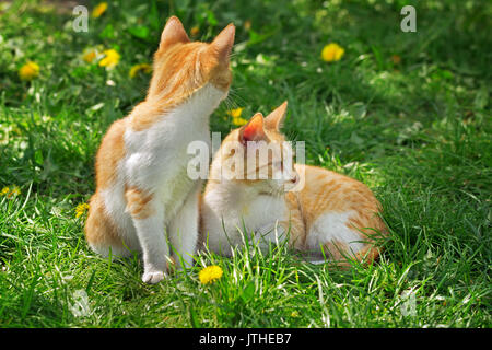 Two red and white brother kittens relaxing on the grass under the sun Stock Photo