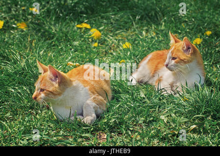 Two red and white brother kittens relaxing on the grass under the sun Stock Photo
