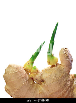 Green ginger root sprouts isolated on white Stock Photo