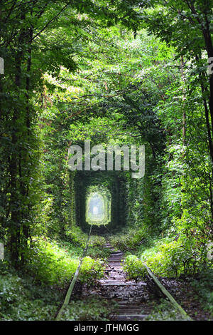 Natural tunnel of love formed by trees in Ukraine Stock Photo