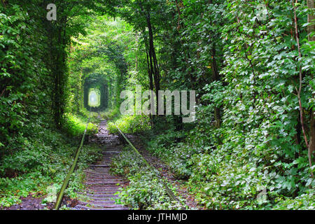 Natural tunnel of love formed by trees in Ukraine Stock Photo