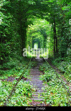 Natural tunnel of love formed by trees in Ukraine Stock Photo