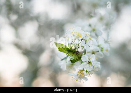 Cherry blossom in spring sunset Stock Photo