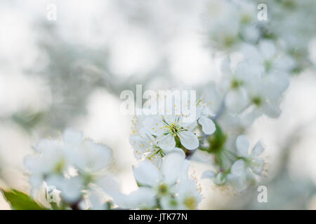 Sour cherry blossom in spring sunset Stock Photo