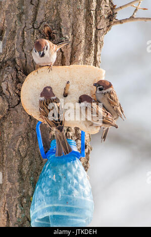 Four Sparrows are eating a slice of bread attached on a tree, over a big plastic bottle used as birds feeder Stock Photo