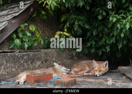 Red Fox cubs, Vulpes vulpes, rest up on a garden shed in a garden, London, United Kingdom Stock Photo