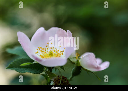 Close up of crab apple blossom (Malus sylvestris) flowers on a tree in woodland Stock Photo