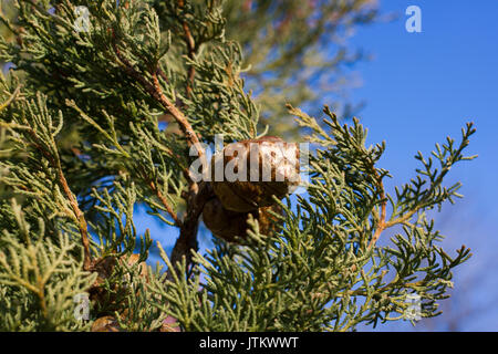 Macro stock photography of the branch of Cupressus arizonica. Conifer needles. Spruce, coniferous tree, sky Stock Photo