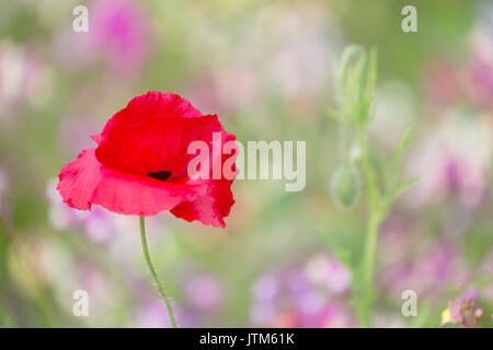 Wild Red Poppy, papaver rhoeas Stock Photo