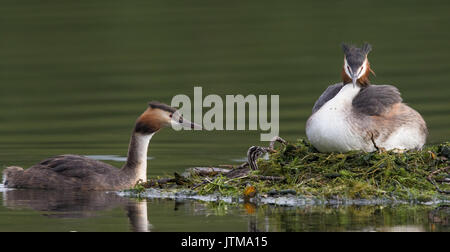 Great Crested Grebe (Podiceps cristatus): male sitting on nest incubating eggs while female and 4-day old chick look on Stock Photo