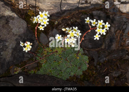 Alpine Saxifrage (Saxifraga paniculata) flower Stock Photo