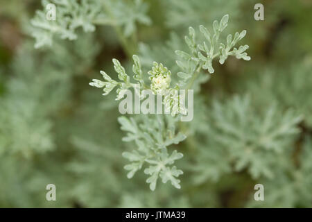 Common Wormwood (Artemisia absinthium) Stock Photo