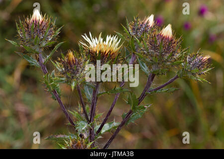 Carline Thistle (Carlina vulgaris) flowers Stock Photo