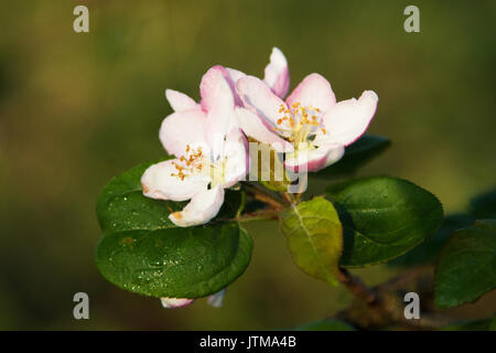 Crab Apple (Malus sylvestris) flowers Stock Photo