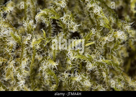 Woolly Fringe-moss (Racomitrium lanuginosum) Stock Photo