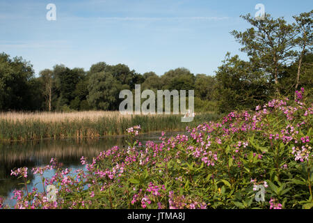 Indian Balsam (Impatiens glandulifera), an invasive species, on the bank of a disused gravel pit at Attenborough Nature Reserve, Nottinghamshire Stock Photo