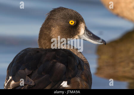female Tufted Duck (Aythya fuligula) Stock Photo