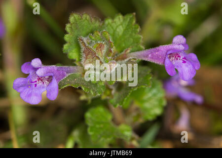 Ground Ivy (Glechoma hederacea) Stock Photo