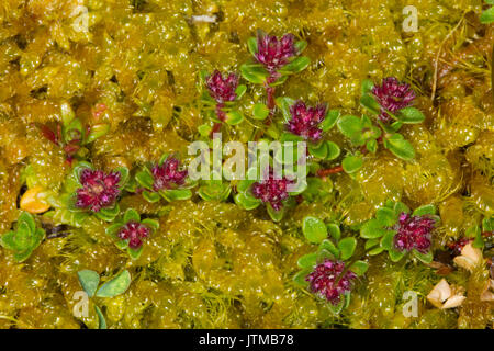 Wild Thyme (Thymus polytrichus) Stock Photo