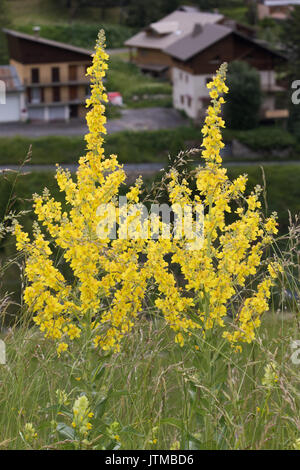 Great Mullein (Verbascum thapsus) flowers Stock Photo