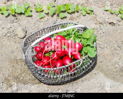 Fresh red radishes with leaves and growing radish plant in the garden sunny day Stock Photo
