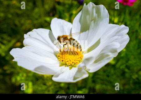 Western honey bee (Apis mellifera) at Mexican aster (Cosmea bipinnata) in a flowering meadow, Bavaria, Germany, Europe Stock Photo